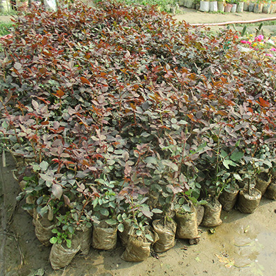Rose Seedling tree (গোলাপ ফুলের চারা গাছ) প্রতি পিছ